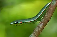 Caterpillar resembling the green vine snake (Ahaetulla nasuta)