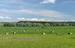 Hay field in Rihkama