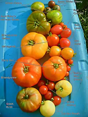 A variety of cultivars, including Brandywine (biggest red), Black Krim (lower left) and Green Zebra (top left)