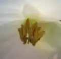 Detail of H. nutans flower