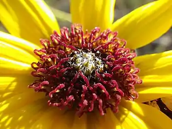 Prairie sunflower(H. petiolaris)