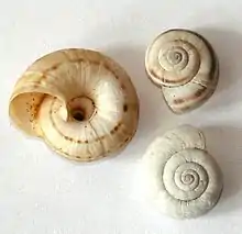 Shells of Xerolenta obvia