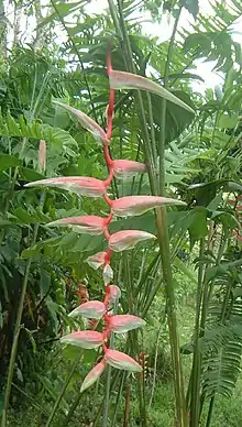 Heliconia 'Sexy Pink' in the grounds