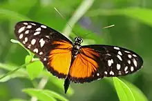 Heliconius hecaletiger longwing