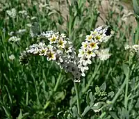 Variety  obovatum has flowers 5–10 mm wide, with yellow or slightly purple-tinged throats (Moapa Valley, Nevada)