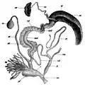 Reproductive system of H. pomatia