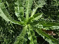 Bristly oxtongue