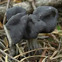 Helvella lacunosa