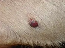 Hemangiosarcoma