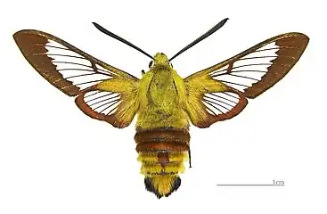 ♂