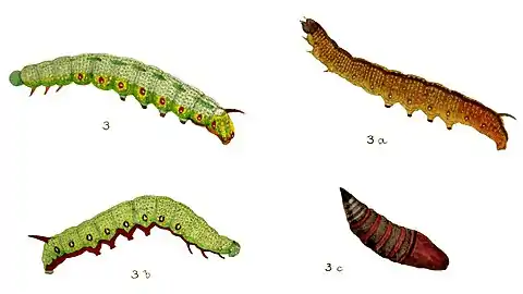 Figs, 3, 3a larvae after last moult 3b larva just before pupation 3c pupa