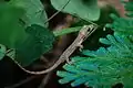 Hemidactylus garnotii, Garnot’s house gecko – Nam Nao National Park