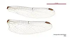 Male wings