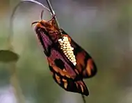 Adult laying eggs