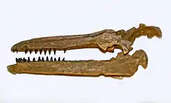 Skull cast of Hemisyntrachelus pisanus