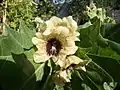 Henbane flower
