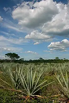 Henequen farm in Yucatán Peninsula.