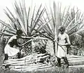 Henequen being harvested in 1922 for pulp to make paper.