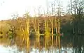 Henfold Lakes In The Morning