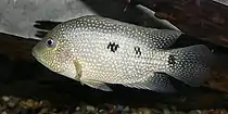 Rio Grande cichlid (Herichthys cyanoguttatus), Texas