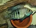 Female Herichthys tepehua from the Pantepec River Basin, Puebla, Mexico showing breeding colors in the aquarium