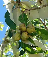 Green fruit