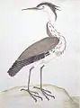 Heron Ardea cinerea