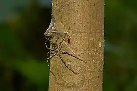 A Hersilia species immobilizing a cicada