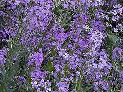 Hesperis matronalis L. — Dame's rocket