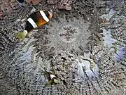 Amphiprion clarkii (Clark's anemonefish) with H. aurora, Timor