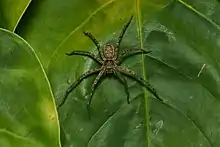 Araneae (spider)
