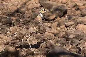 R. c. emini, Lake Baringo, Kenya