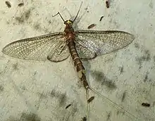 A mayfly with a long brown body and transparent wings. Scale is unclear.