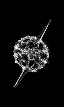 Exoskeletons of (mostly) Spumellaria