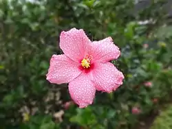 Hibiscus seen at Chettalli