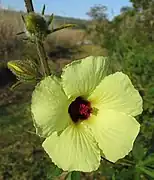 Hibiscus diversifolius