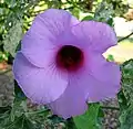 Hibiscus furcellatus