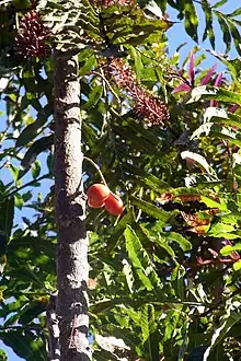 tree with red fruit