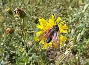 Zygaena moth visiting the flower