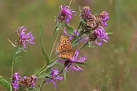 on Centaurea nigra