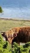Scottish Highland Cattle on the island in Rumpo