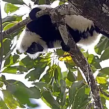 Hill's ruffed lemur male urinatingVarecia variegata editorum