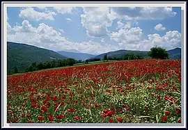 Poppy fields near Mount Ilgaz