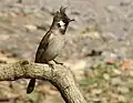 Himalayan Bulbul