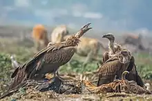 Himalayan griffon in Jalpaiguri, West Bengal