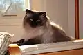 Male Himalayan cat