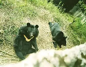 The Himalayan black bear is seen here in the Himalayan Zoological Park.