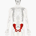 Position of the hip bones (shown in red). Animation.