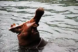 Hippo