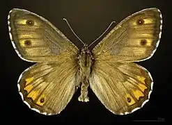 Male